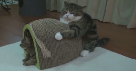 maru holds tight to scratching board