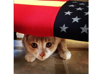 memorial day kitty american flag