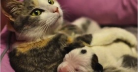 nursing cat loves abandoned pitbull puppy