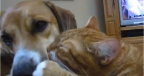 orange tabby loves beagle dog