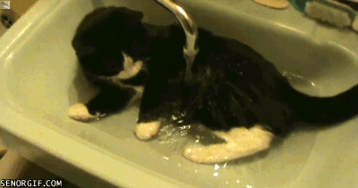 sink kitten taking a bath