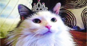 sophie loves tuna adorable celebrity cat