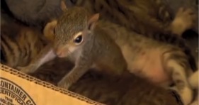 squirrel adopted by cat purrs like kitten