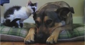 tiny kitten loves big dog's floppy ears