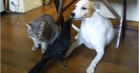 unlikely friendship raven, cat & dog