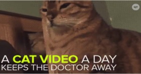 a cat video a day keeps the doctors away