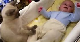 adorable babysitter kitty calms baby down