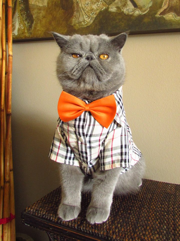 adorable grey kitty blue chip orange bow tie