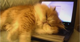 adorable kitty loves his computer