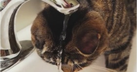 adorable klaus struggles with faucet