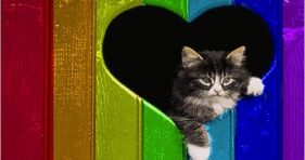 adorable #lovewins kitten love is love