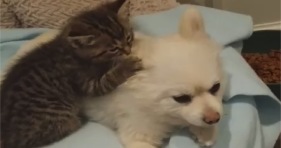 adorable rescue kitten loves pomeranian dog