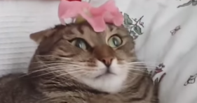 cat hates flower