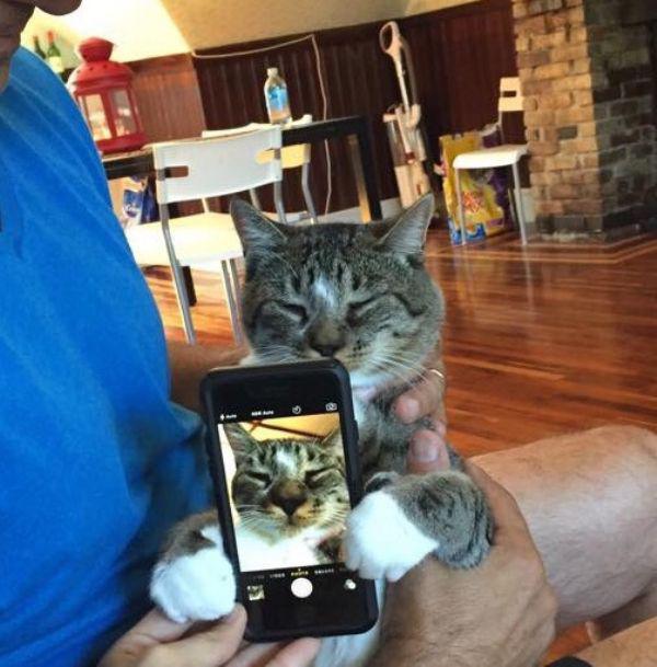 cat-saturday adorable cat selfie