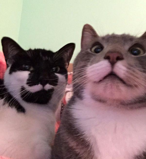 cat saturday bestie selfies adorable kitties