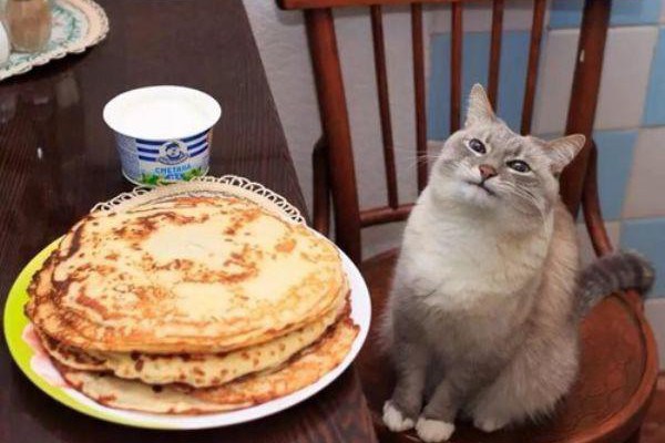 caturday breakfast pancake kitty