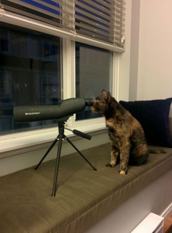 caturday is here telescope cat