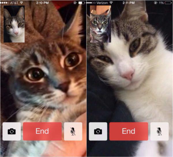 caturday kitten facetime iphone