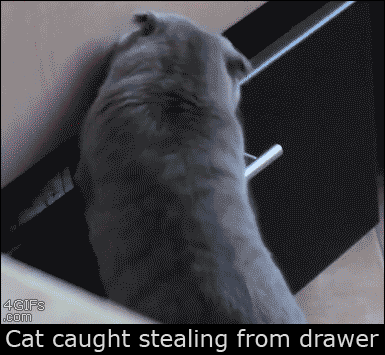 caught redhanded guilty cat