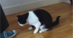 clever cat does lots of dog tricks