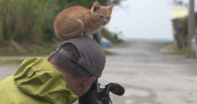 curious kitten