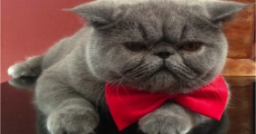 cute blue chip cat red bow tie