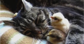 cute cat is a chick magnet