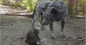 dog befriends disabled wobbly cat adorable