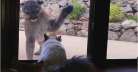 fearless house cat vs mountain lion