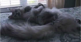 fluffy maine coon is enormous