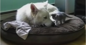 fluffy sleepy dog annoyed by cute kitten