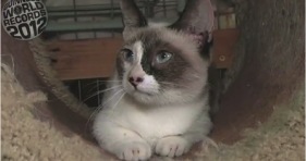 guinness world records shortest kitty