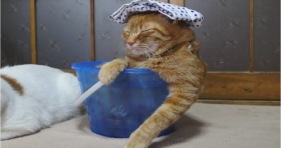 lazy cat loves buckets lolcats