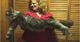 world's longest domestic cat maine coon