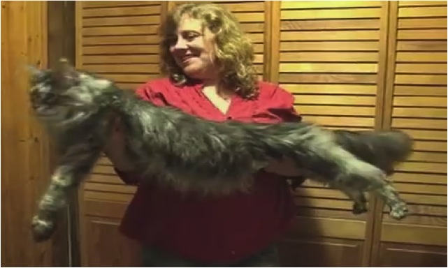 World's Longest Domestic Cat - Cats vs Cancer