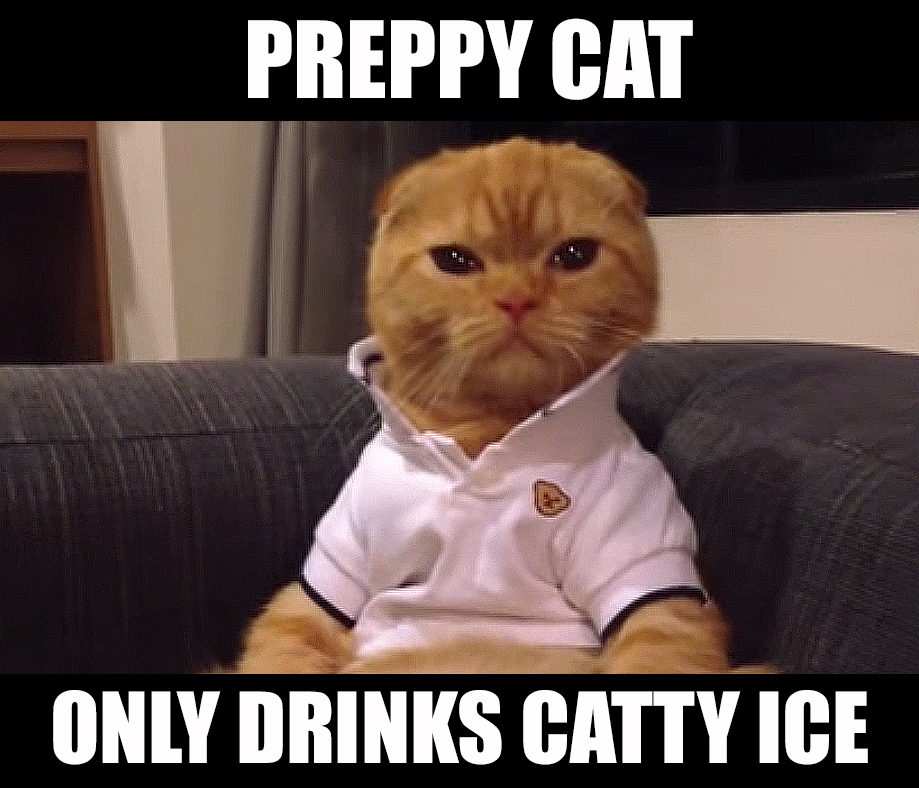 The 10 Best Preppy Cat Memes - Cats vs Cancer