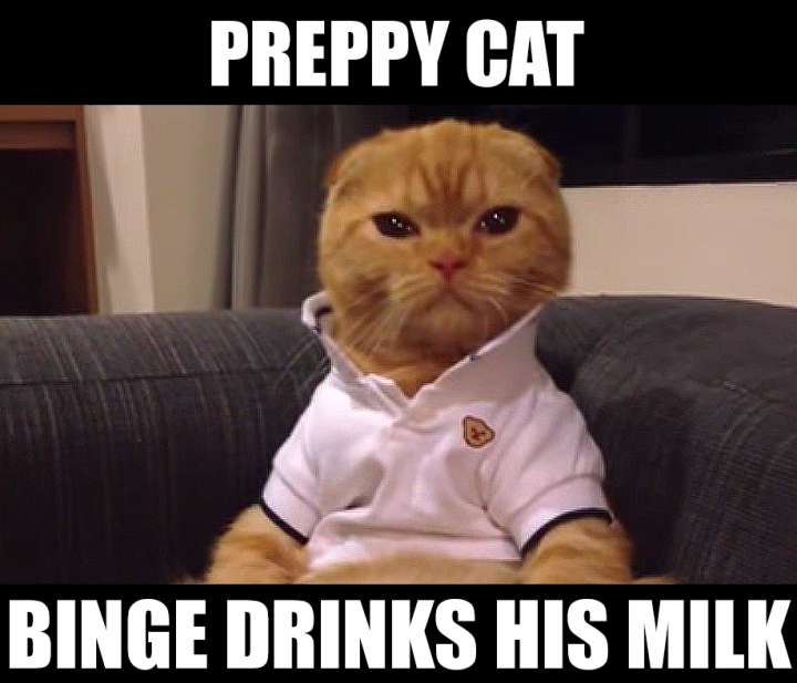 Preppy Cat Meme MILK