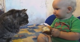 adorable cat and baby dinner for two