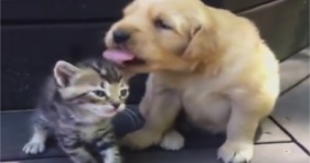 adorable kitten & golden lab puppy break the internet