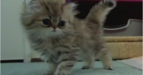 adorable persian kitten plays hide and seek