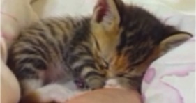 adorable tiny kittens sleeping in humans' hands