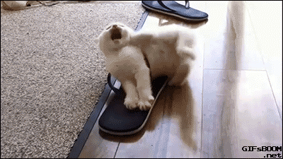 adorable white furball kitten vs sandal