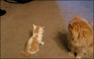 attack kittens