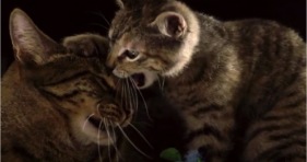 awesome cats in slow motion cathletes
