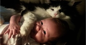babysitter cats love babies