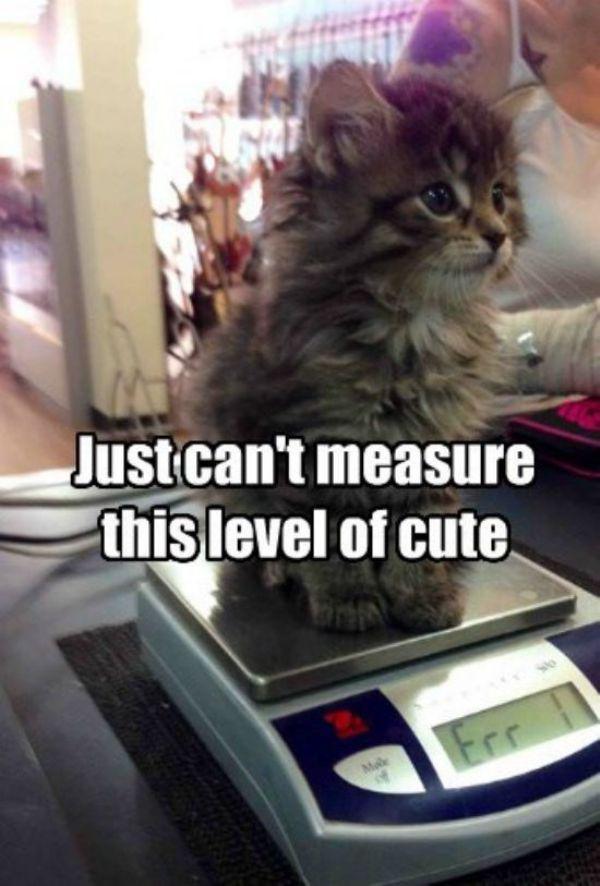 cat saturday measure the kitty cuteness