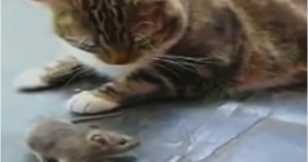 cats and kittens scared of birds and mice