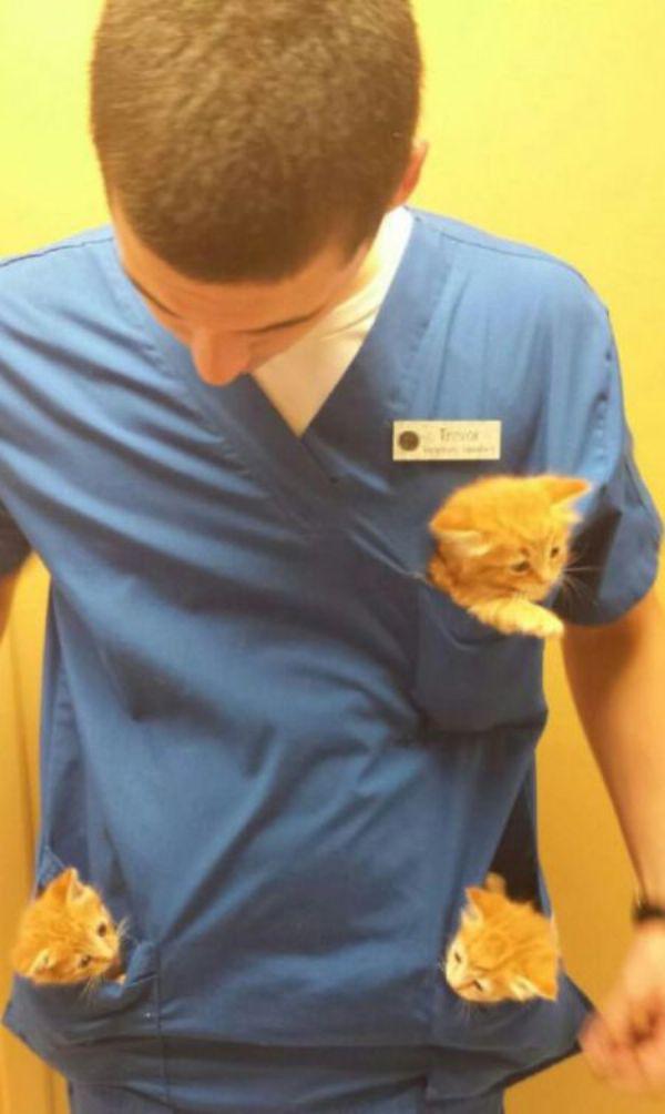 caturday doctor prescribes adorable kittens