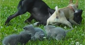 chihuahua protects cute kittens from curious pup