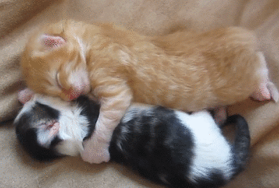 cuddling kittens